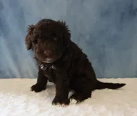 Sean, a male Portuguese Water Dog for sale in Apple Creek, OH – 4 of 4