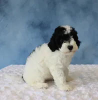 Bella, a female Poodle - Miniature  and Sheepadoodle for sale in Apple Creek, OH – 4 of 4