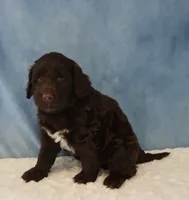 Skylar, a male Portuguese Water Dog for sale in Apple Creek, OH – 2 of 4