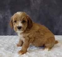Baxter, a male Miniature Goldendoodle for sale in Apple Creek, OH – 3 of 6