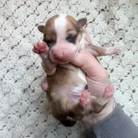 Cash, a male Cardigan Welsh Corgi and Pembroke Welsh Corgi for sale in Solon Springs, WI – Photo 1 of 2