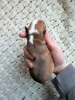 Cash, a male Cardigan Welsh Corgi and Pembroke Welsh Corgi for sale in Solon Springs, WI – Photo 2 of 2