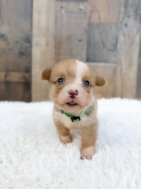 Cash – Cardigan Welsh Corgi, Pembroke Welsh Corgi puppy for sale in Solon Springs, WI