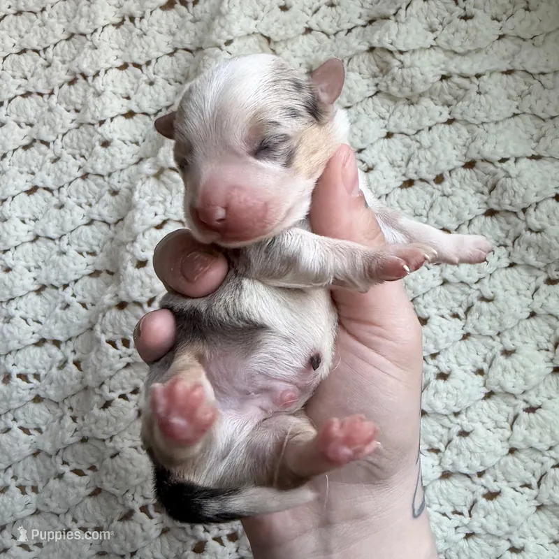 Scout – Cardigan Welsh Corgi, Pembroke Welsh Corgi puppy for sale in Solon Springs, WI