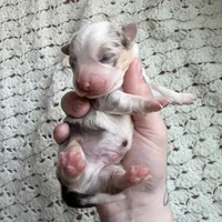 Scout, a male Cardigan Welsh Corgi and Pembroke Welsh Corgi for sale in Solon Springs, WI – Photo 1 of 3