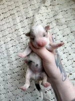 Scout, a male Cardigan Welsh Corgi and Pembroke Welsh Corgi for sale in Solon Springs, WI – Photo 2 of 3