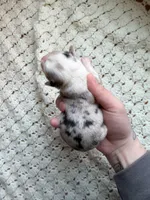 Scout, a male Cardigan Welsh Corgi and Pembroke Welsh Corgi for sale in Solon Springs, WI – Photo 3 of 3