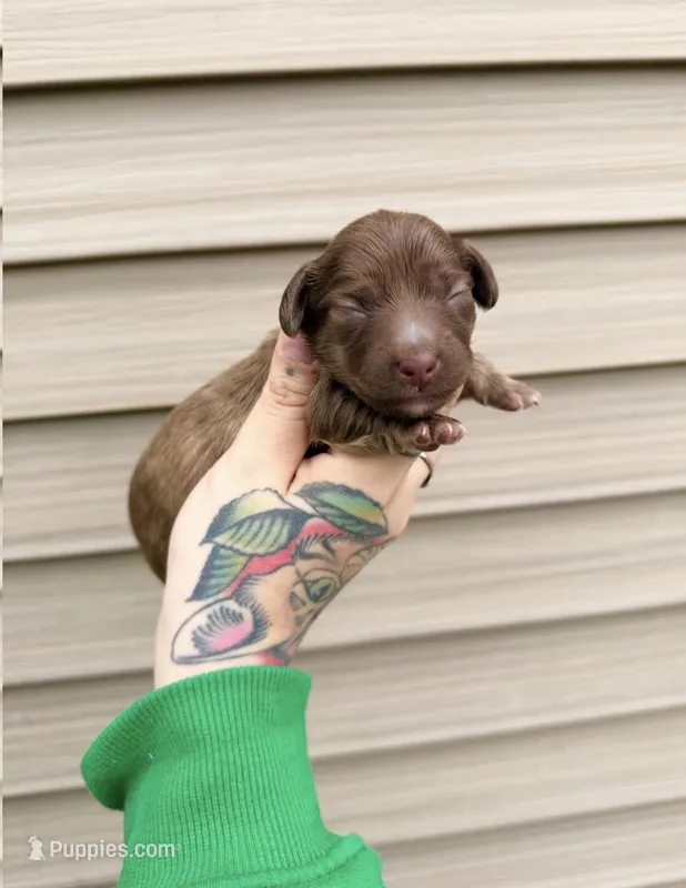 Cupcake  – Miniature Dachshund puppy for sale in Solon Springs, WI