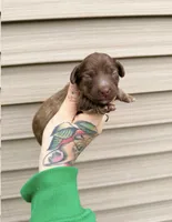 Cupcake , a female Miniature Dachshund for sale in Solon Springs, WI – Photo 1 of 3
