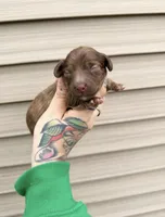Cupcake , a female Miniature Dachshund for sale in Solon Springs, WI – Photo 3 of 3