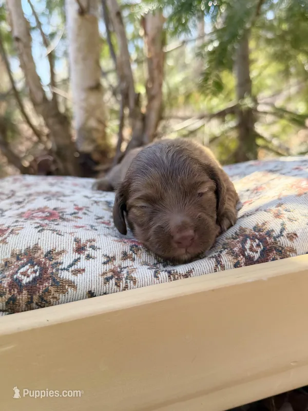 Cupcake  – Miniature Dachshund puppy for sale in Solon Springs, WI