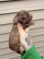 Cupcake , a female Miniature Dachshund for sale in Solon Springs, WI – Photo 2 of 3