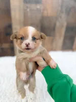 Cash, a male Cardigan Welsh Corgi and Pembroke Welsh Corgi for sale in Solon Springs, WI – 3 of 3