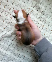 Wrangler, a male Cardigan Welsh Corgi and Pembroke Welsh Corgi for sale in Solon Springs, WI – Photo 2 of 2