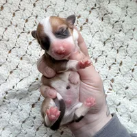 Wrangler, a male Cardigan Welsh Corgi and Pembroke Welsh Corgi for sale in Solon Springs, WI – Photo 1 of 2