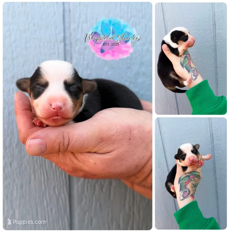 Loretta  – Cardigan Welsh Corgi, Pembroke Welsh Corgi puppy for sale in Solon Springs, WI