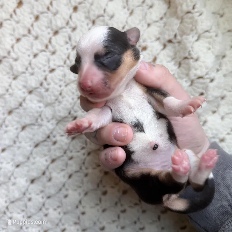 Loretta  – Cardigan Welsh Corgi, Pembroke Welsh Corgi puppy for sale in Solon Springs, WI