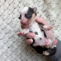 Loretta , a female Cardigan Welsh Corgi and Pembroke Welsh Corgi for sale in Solon Springs, WI – Photo 1 of 2