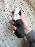 Loretta , a female Cardigan Welsh Corgi and Pembroke Welsh Corgi for sale in Solon Springs, WI – Photo 2 of 2