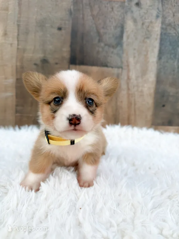 Dolly – Cardigan Welsh Corgi, Pembroke Welsh Corgi puppy for sale in Solon Springs, WI