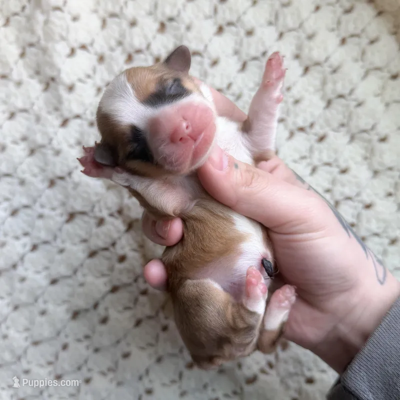 Dolly – Cardigan Welsh Corgi, Pembroke Welsh Corgi puppy for sale in Solon Springs, WI