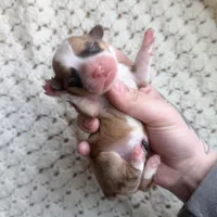 Dolly, a female Cardigan Welsh Corgi and Pembroke Welsh Corgi for sale in Solon Springs, WI – Photo 1 of 2