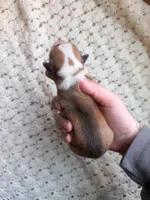 Dolly, a female Cardigan Welsh Corgi and Pembroke Welsh Corgi for sale in Solon Springs, WI – Photo 2 of 2