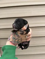 Biscuit , a male Miniature Dachshund for sale in Solon Springs, WI – Photo 4 of 5