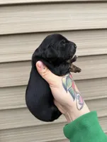 Biscuit , a male Miniature Dachshund for sale in Solon Springs, WI – Photo 5 of 5