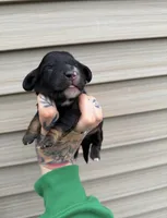 Biscuit , a male Miniature Dachshund for sale in Solon Springs, WI – Photo 1 of 5