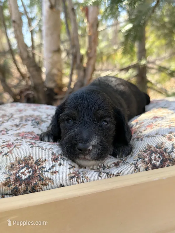 Biscuit  – Miniature Dachshund puppy for sale in Solon Springs, WI