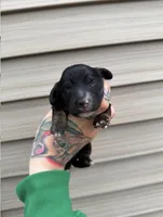 Biscuit , a male Miniature Dachshund for sale in Solon Springs, WI – Photo 2 of 5