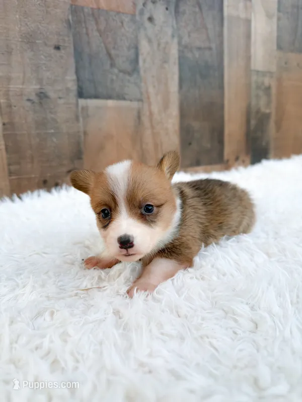 Wrangler – Cardigan Welsh Corgi, Pembroke Welsh Corgi puppy for sale in Solon Springs, WI