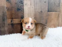 Cash, a male Cardigan Welsh Corgi and Pembroke Welsh Corgi for sale in Solon Springs, WI – 2 of 3