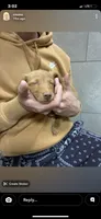 Hazel, a female Miniature Dachshund for sale in Loganville, GA – 4 of 7