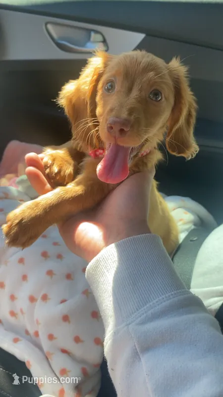Hazel – Miniature Dachshund puppy for sale in Loganville, GA