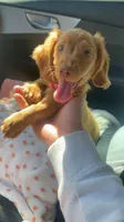 Hazel, a female Miniature Dachshund for sale in Loganville, GA – 1 of 7