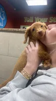 Hazel, a female Miniature Dachshund for sale in Loganville, GA – 2 of 7