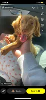 Hazel, a female Miniature Dachshund for sale in Loganville, GA – 7 of 7