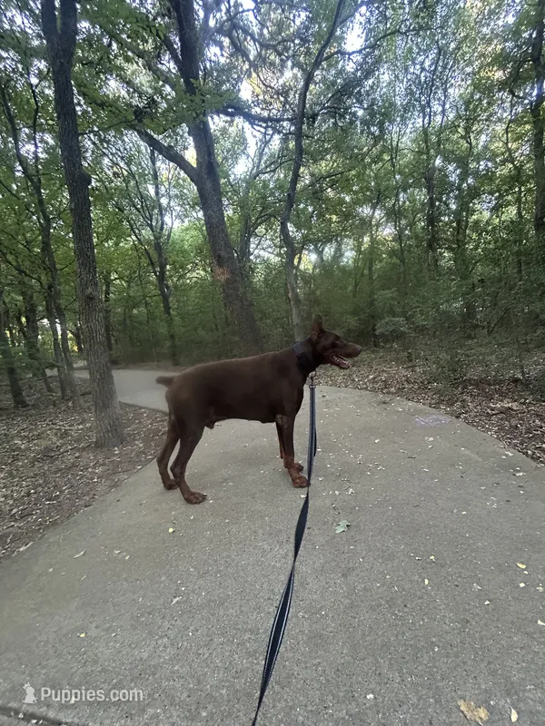 Brick – Doberman Pinscher puppy for sale in Dallas, TX