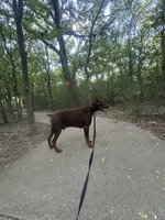 Brick, a  Doberman Pinscher for sale in Dallas, TX – 1 of 4