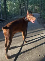 Brick, a  Doberman Pinscher for sale in Dallas, TX – 4 of 4
