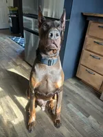 Brick, a  Doberman Pinscher for sale in Dallas, TX – 3 of 4