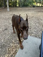 Brick, a  Doberman Pinscher for sale in Dallas, TX – 2 of 4