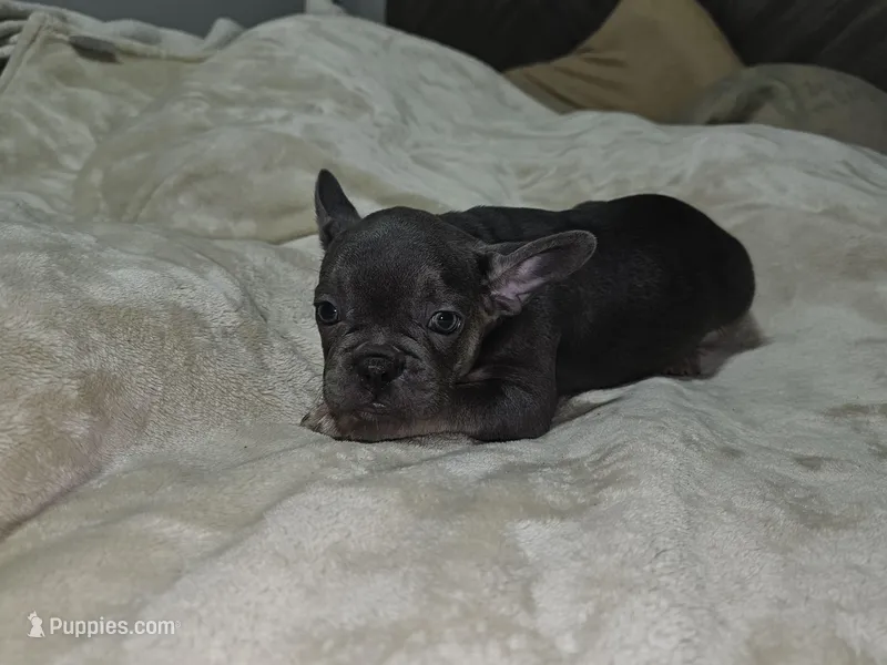 Tesla , a male French Bulldog for sale in Maryville, TN – Photo 1 of 1