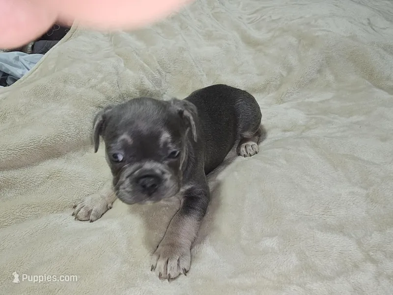 Bear, a male French Bulldog for sale in Maryville, TN – Photo 1 of 1