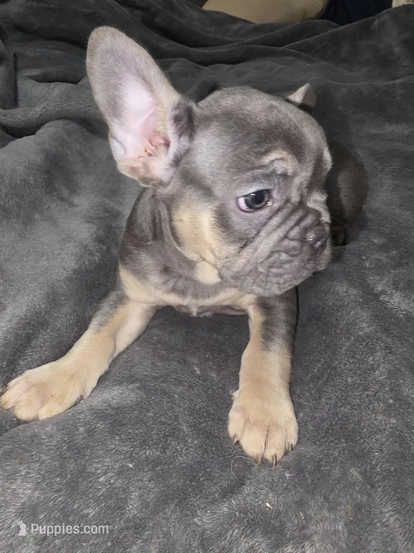 Gabriel  – French Bulldog puppy for sale in Maryville, TN