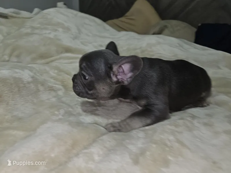 Boy 2, a male French Bulldog for sale in Maryville, TN – Photo 1 of 1