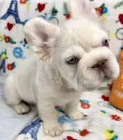 Woody, a male French Bulldog for sale in Fort Lauderdale, FL – Photo 4 of 10