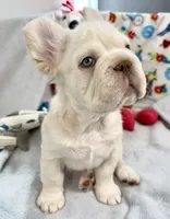 Woody, a male French Bulldog for sale in Fort Lauderdale, FL – Photo 7 of 10